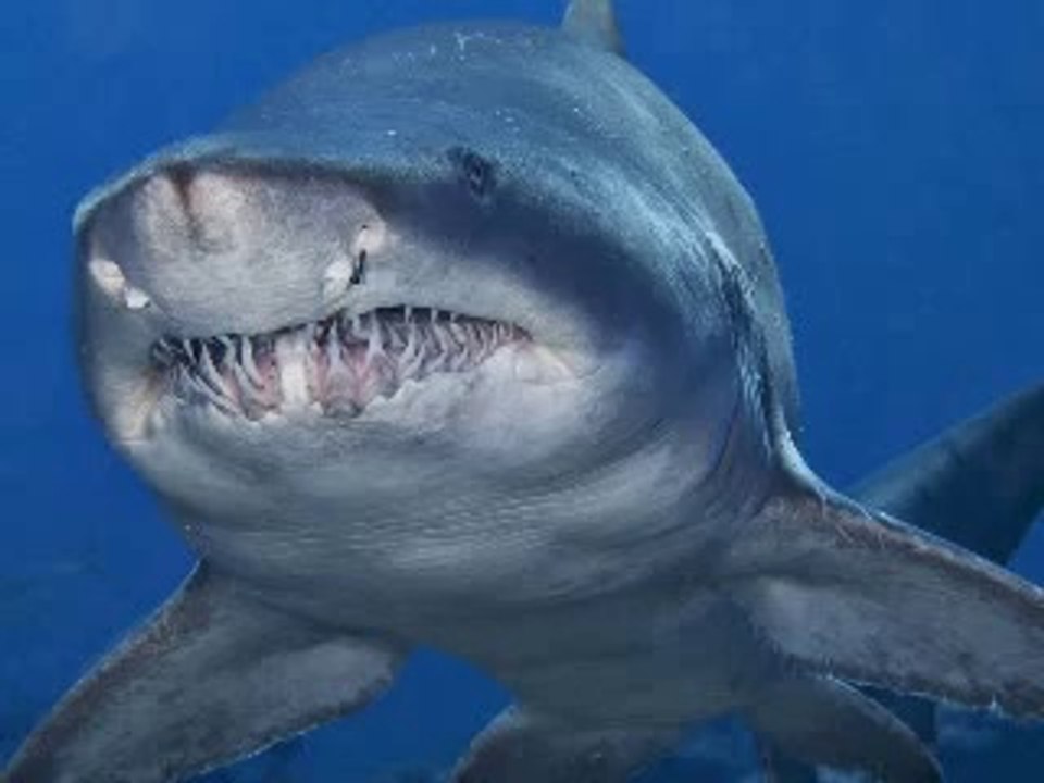 Shark fish images_0002