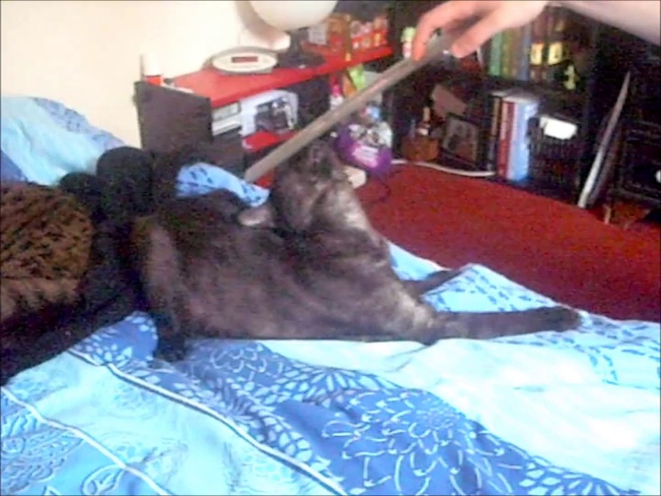moothy black cat