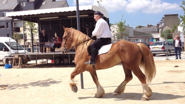 Fête du cheval breton