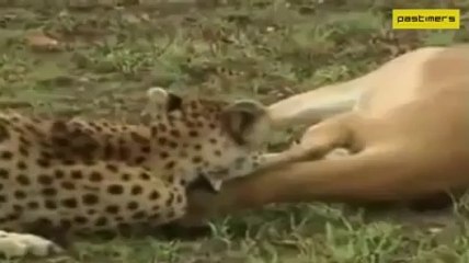 very clever deer who doge the ceeta and lagar bagar.