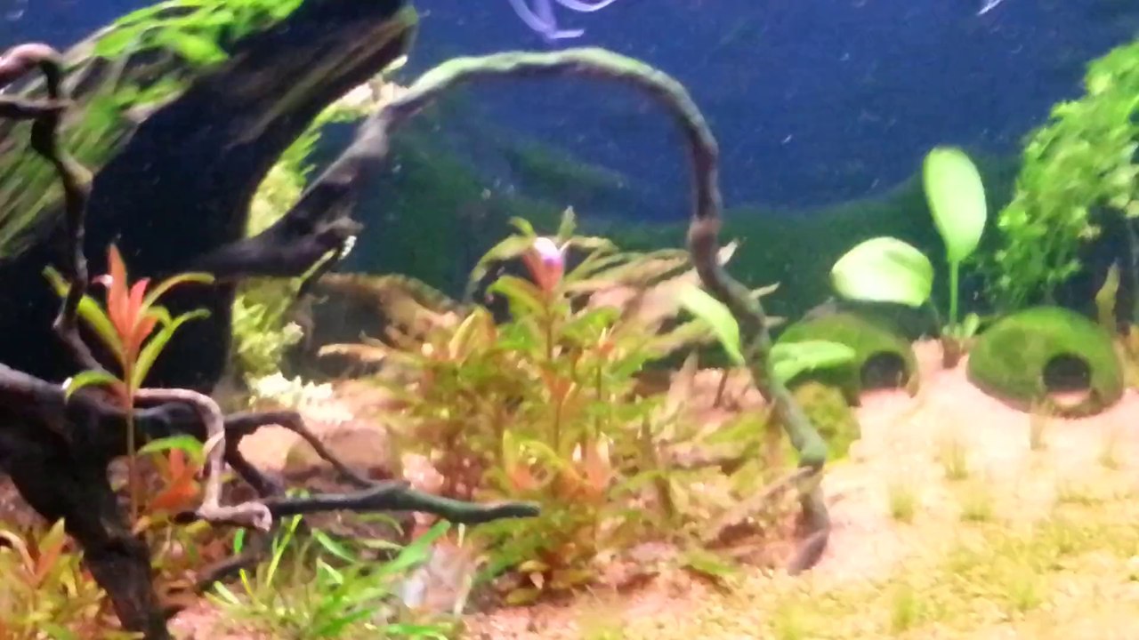 Altum Tankı Yosun Problemi