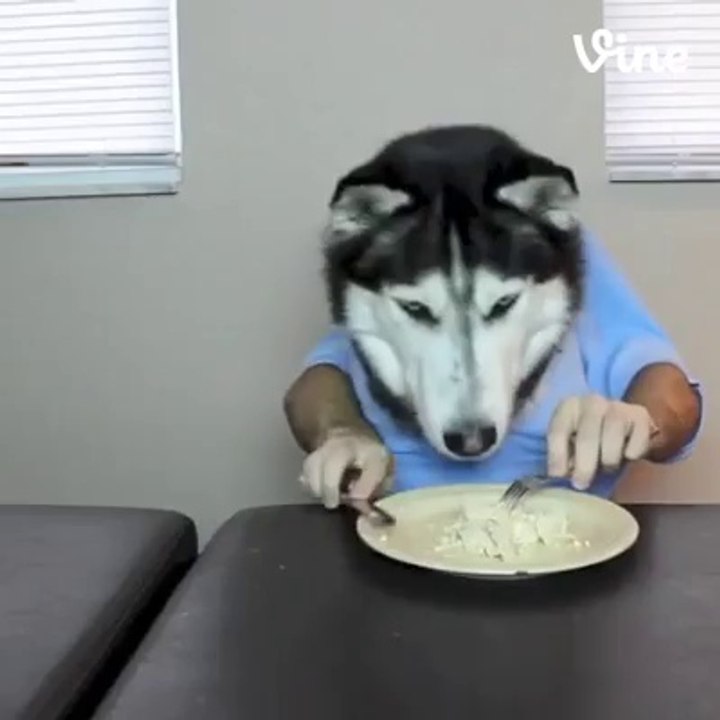 Husky on Fire (Vine)