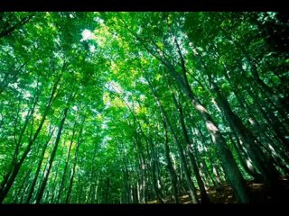 SUNA HAI JANGLUN KA BI KOI DASTOOR,,,