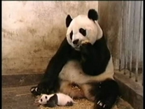 Panda Sneezes