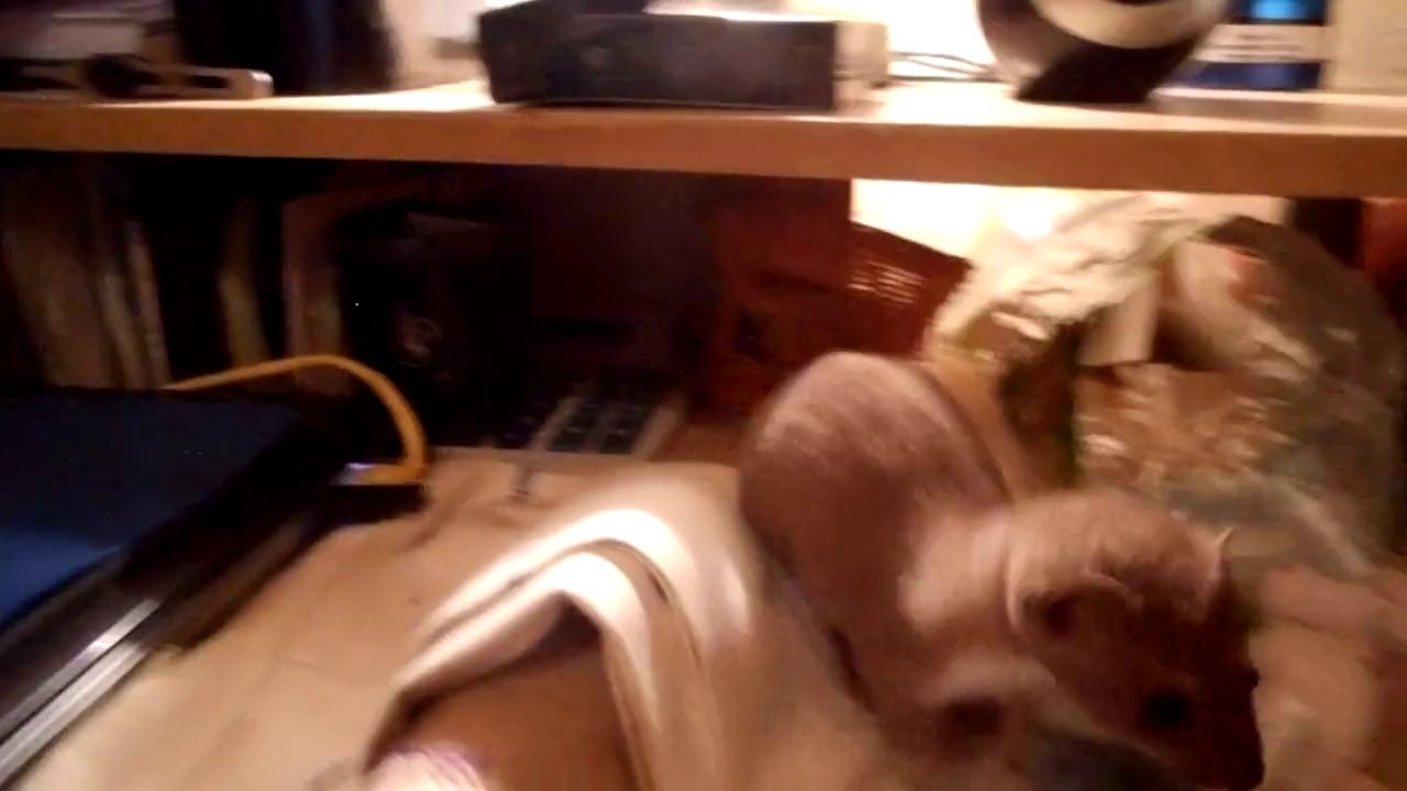 Teepi la belette !
