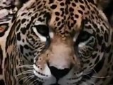 Jaguarın timsah avı