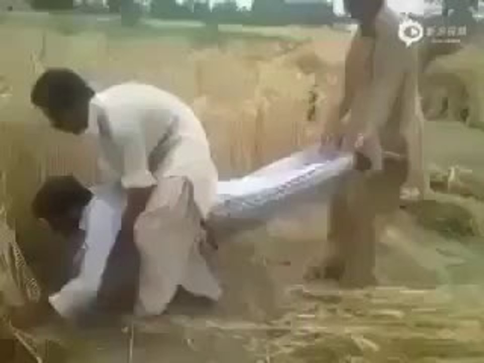 gandum katnay wali machine