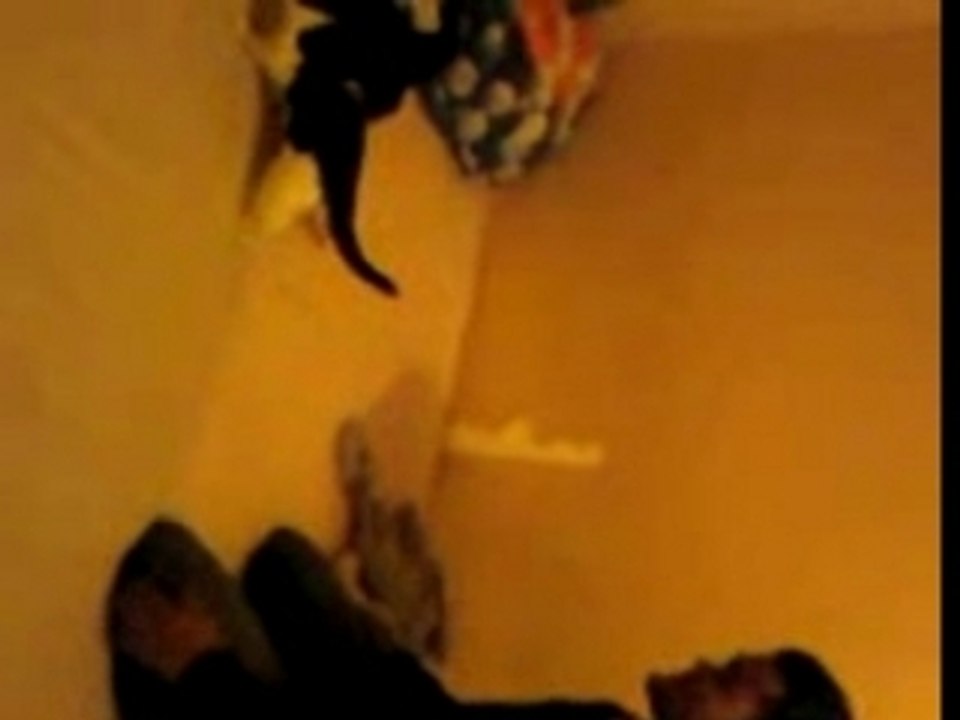 CHAT CHINOIS