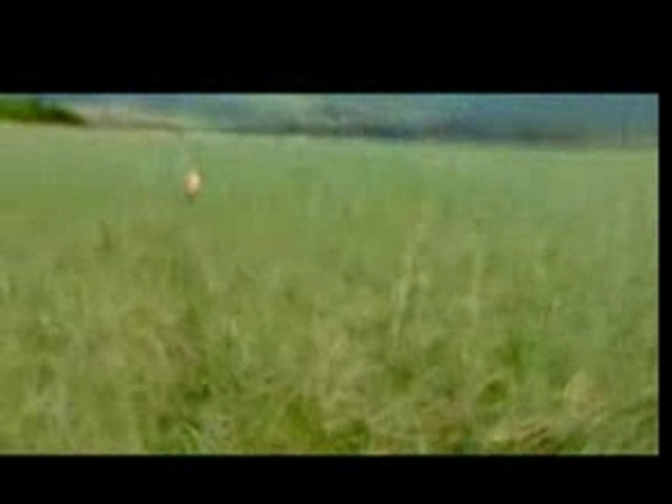 Grizzly man