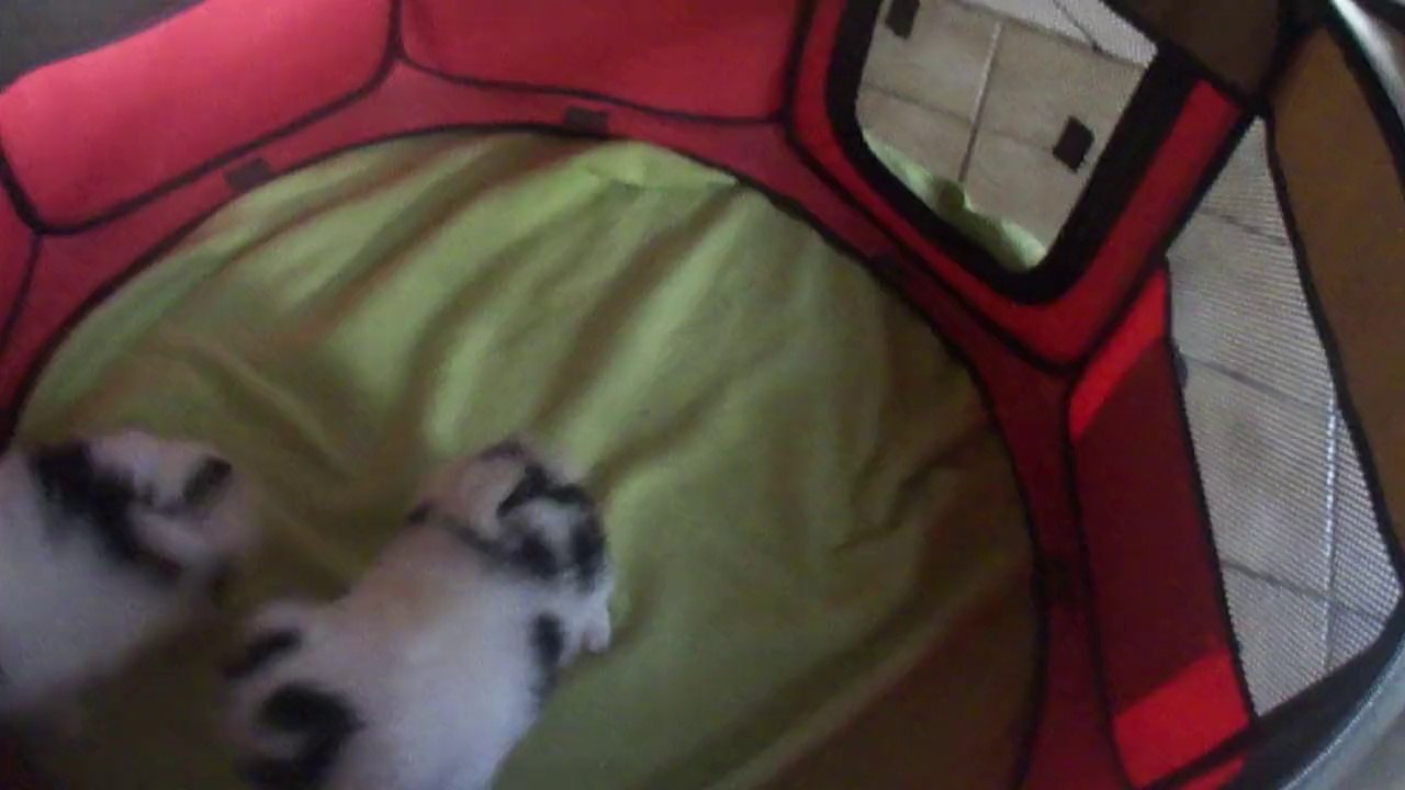 M4H04668  Jade et Jeannette et leur grand frère Hunik!