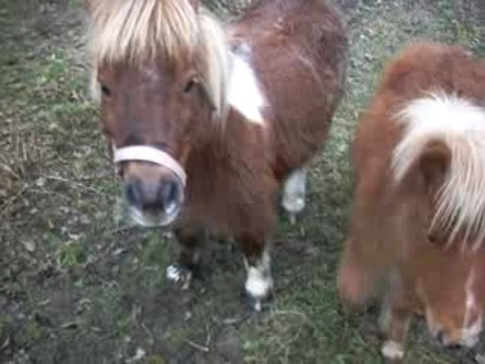 poney