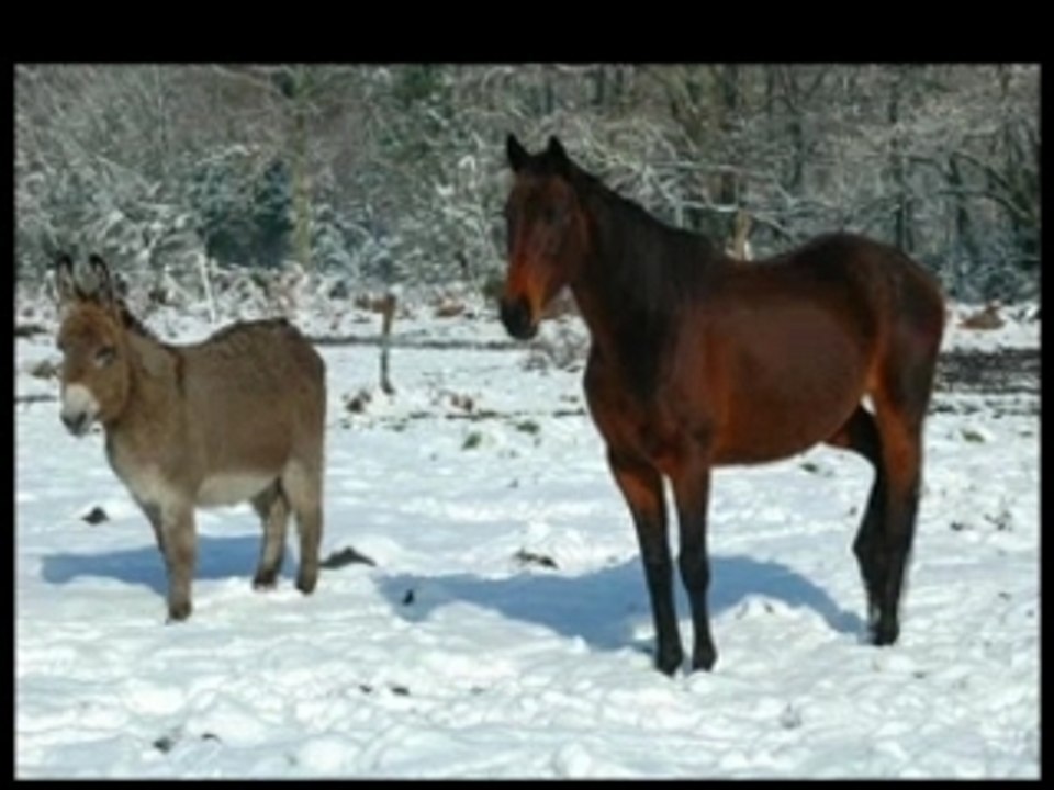 La neige