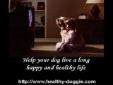 Health Products For Your Dog