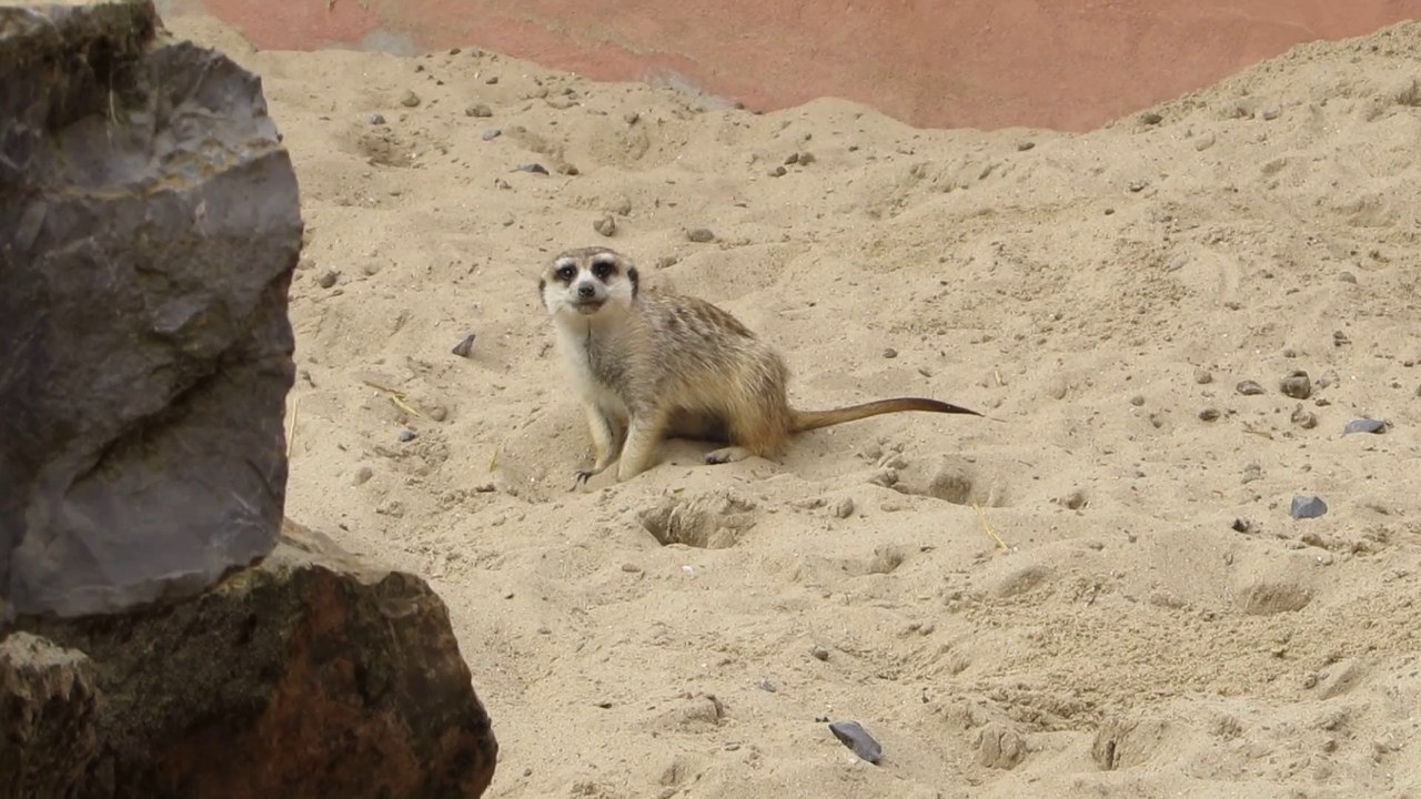 Suricate à Pari Daiza 30/05/2014
