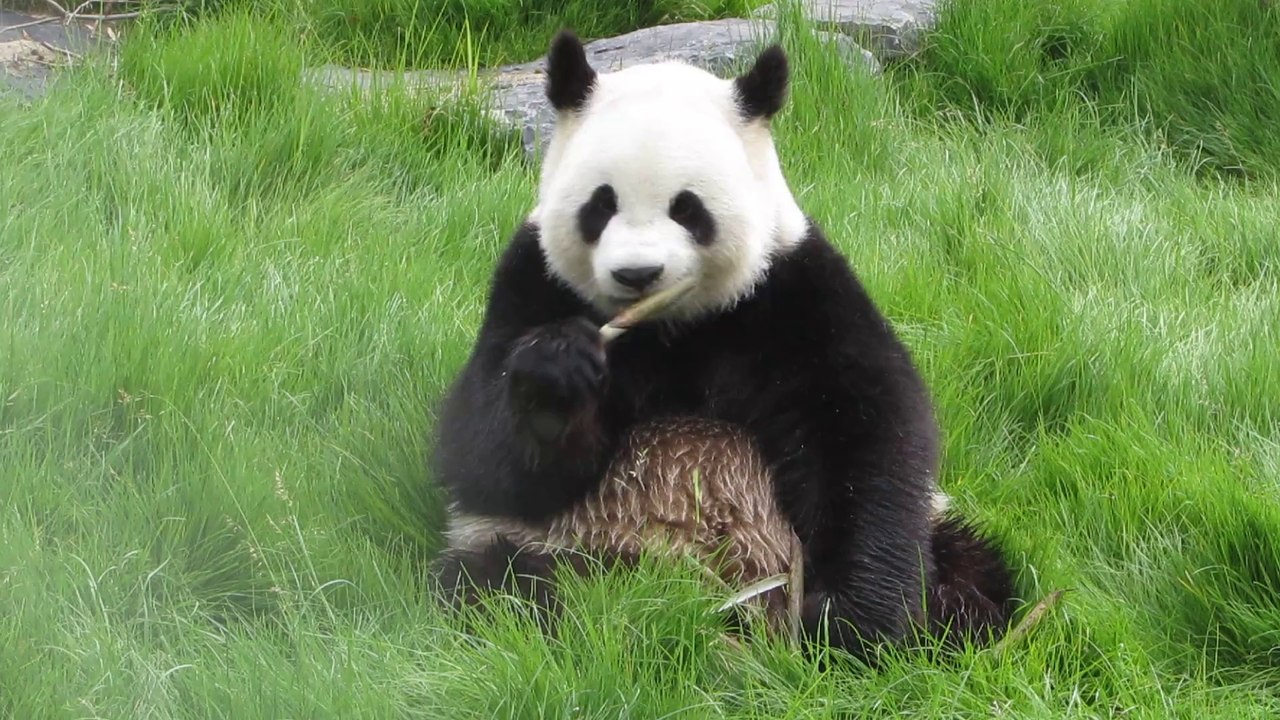 Hoa Hoa de Pari Daiza en plein repas