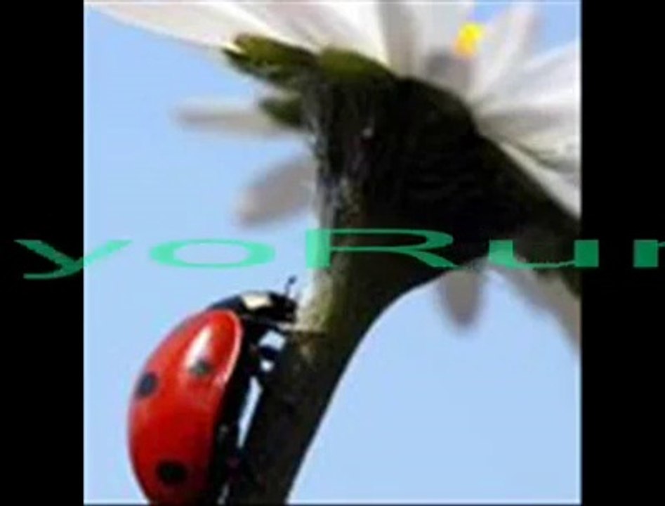 Bestami KoRkmaz - GidiyoRum ___NiLKaRa___