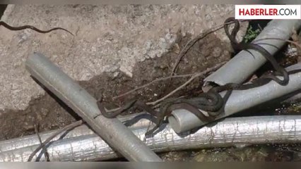 Çanakkale'de Çöplük Alanı Yılanlar Bastı