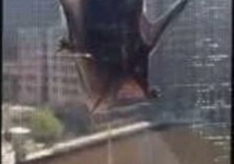 Bat Takes Up Residence at Milwaukee Home