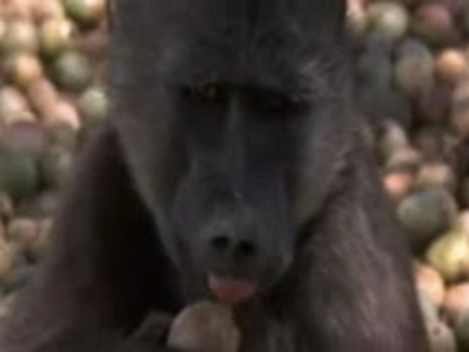 Amarula
