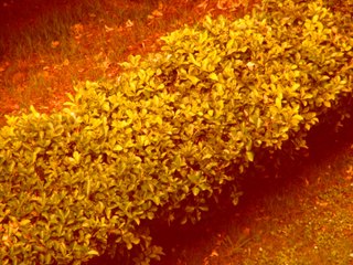 Juan Manuel Yanke - Flauta y piano