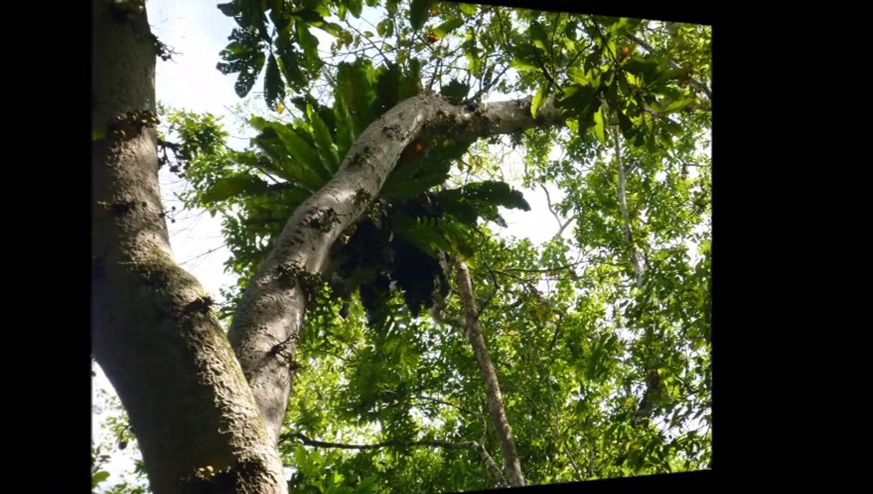 RIVER KINABATANGAN 2