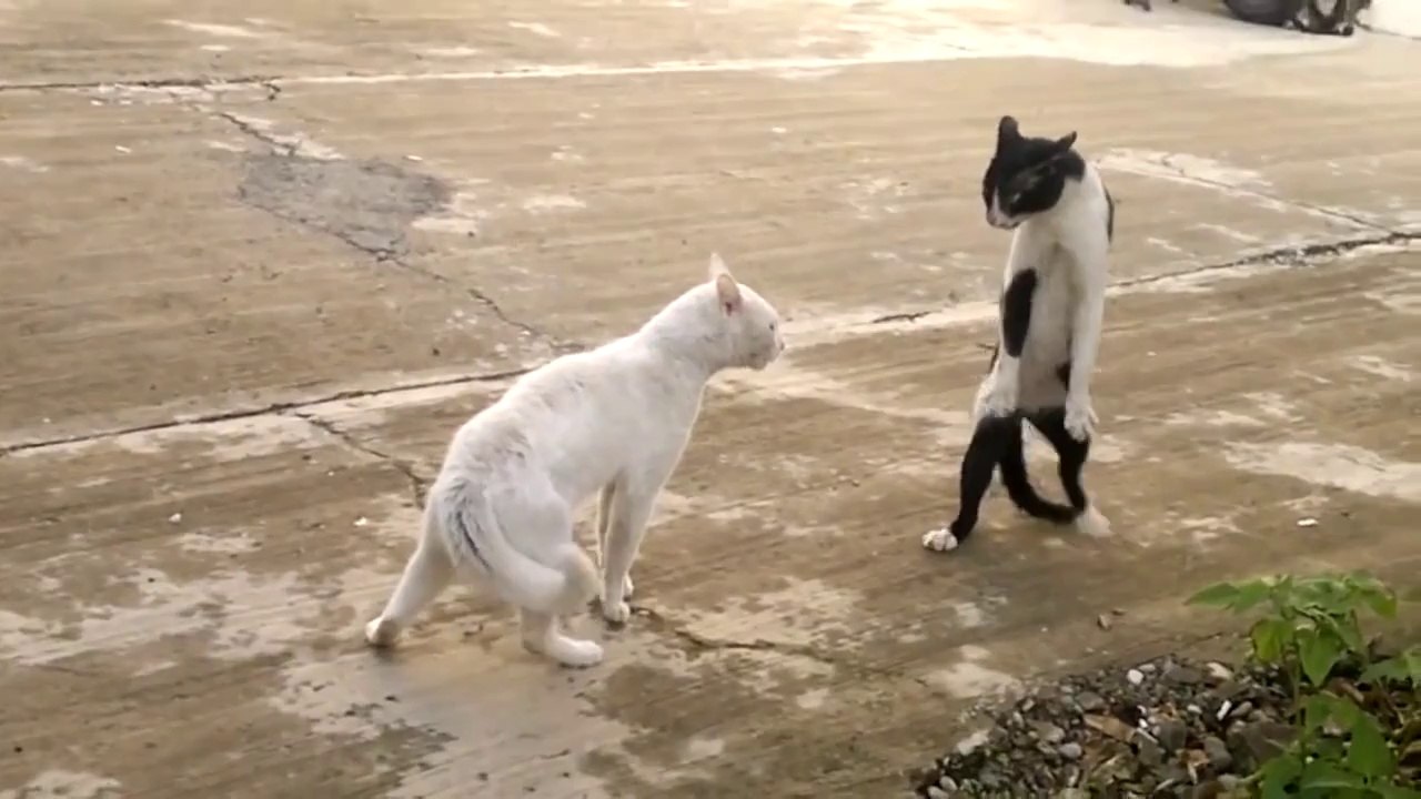 Bruce Lee nin Kayıp Kedisi