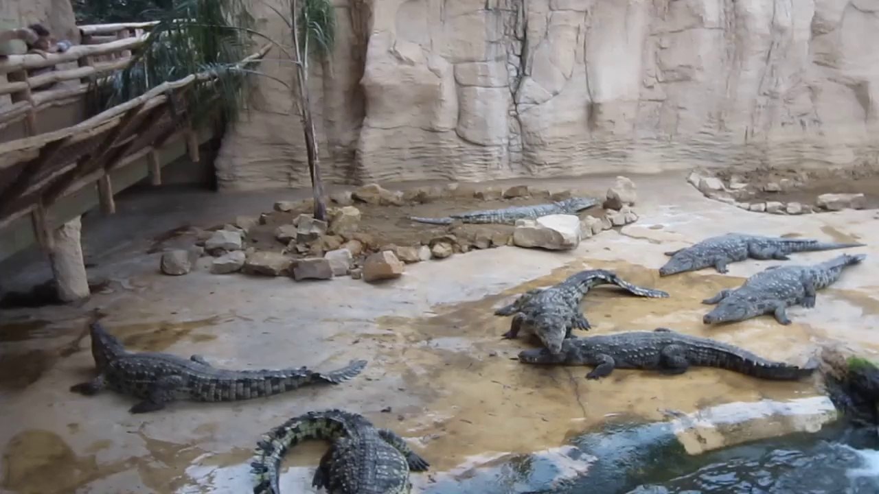 Crocodiles