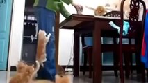 Funny Cats Compilation - Funny Cat Videos Ever- Funny Videos - Funny Animals - Funny Animal Videos 4