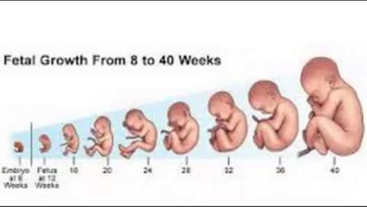 1 weeks Pregnant -fetal development - video Dailymotion