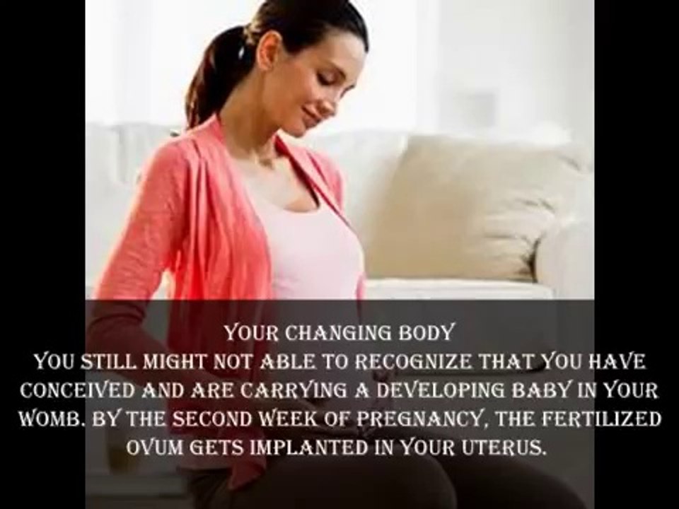 2 weeks Pregnant -fetal development