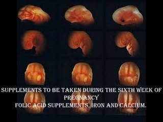 6 weeks Pregnant -fetal development