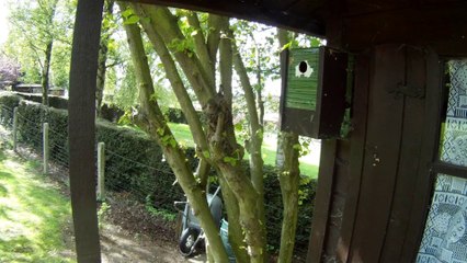 Mésanges charbonnières