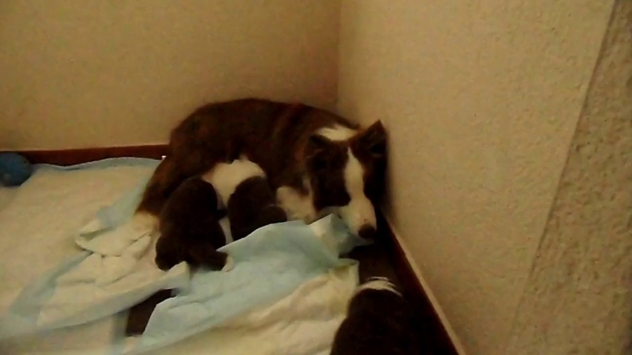 Camada Hana día 18...