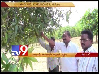 Unseasonal rains destroy mango crop