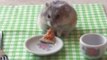 Tiny Hamster Eats a Tiny Pizza