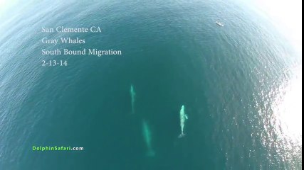 Drone captures something amazing in the ocean