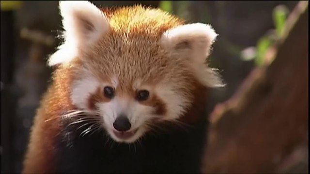 Première sortie publique pour des bébés pandas roux