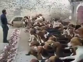 120 Köpeğin Aynı Anda Beslenmesi