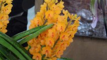 Wallers : exposition internationale d'orchidées du 8 au 11 mai