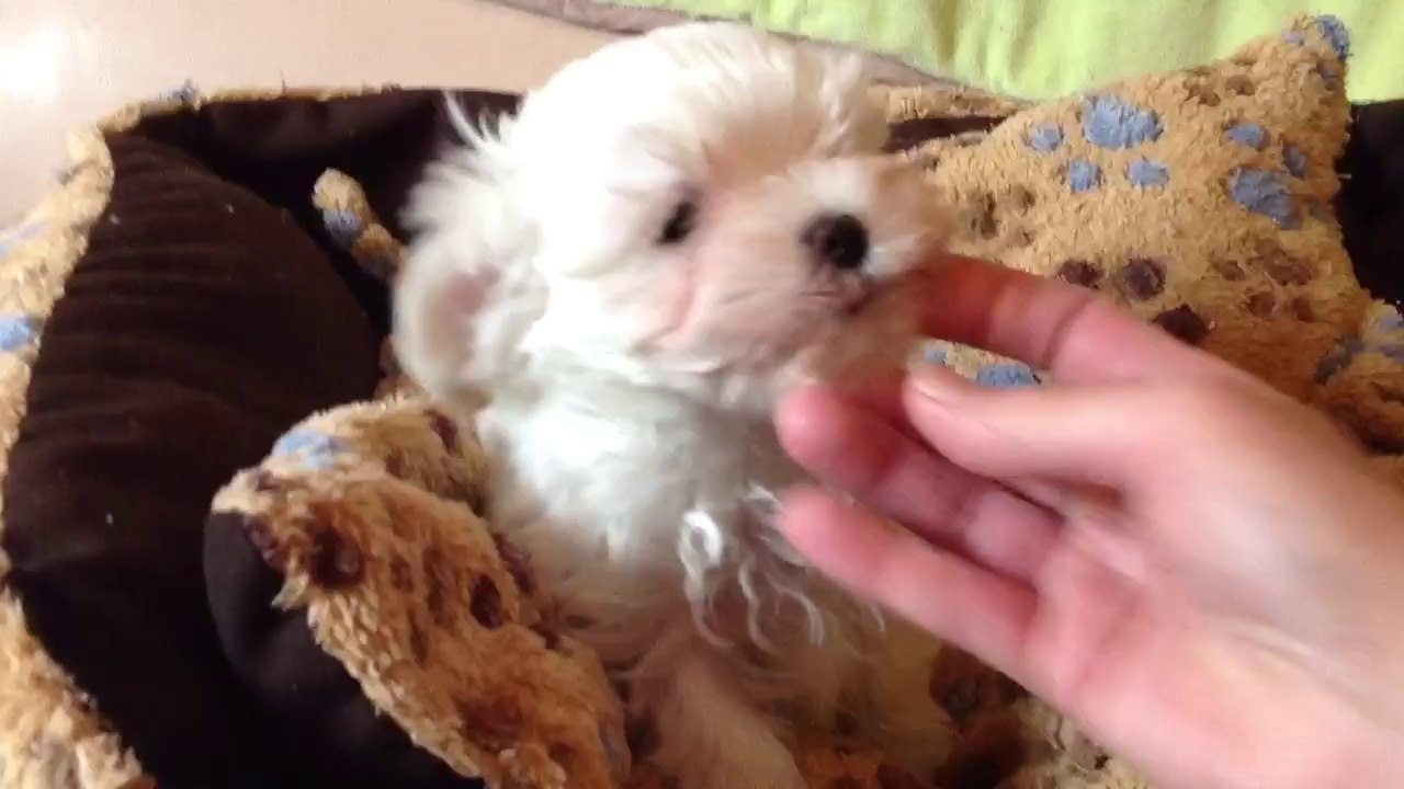 trim.9xfvpF Chiot bichon Maltais 8 semaines