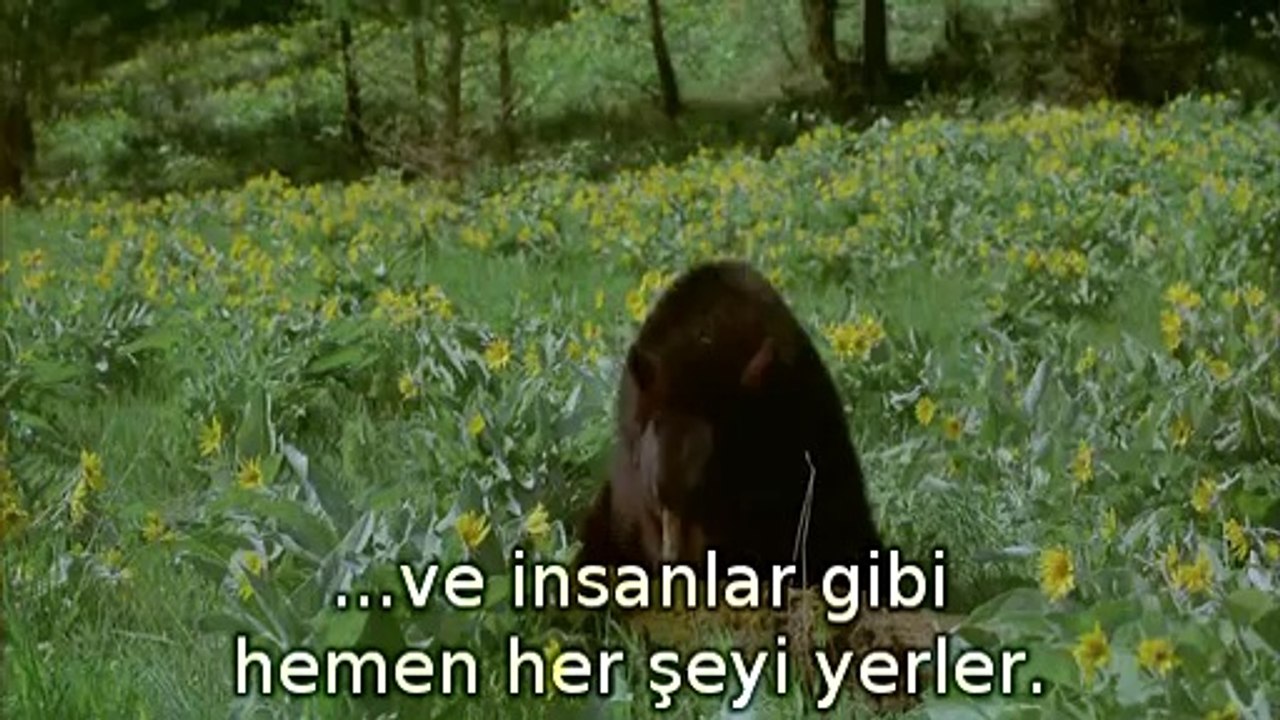 ayılar