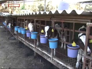 "KÖYLÜ ÜVEY EVLAT"