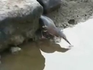 امهر صياد سمك فى العالم من صنع الله