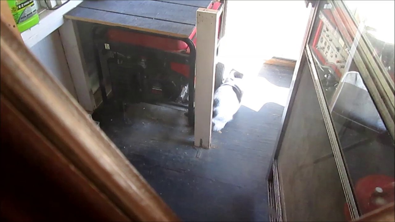 Paws Stalks Squirrel