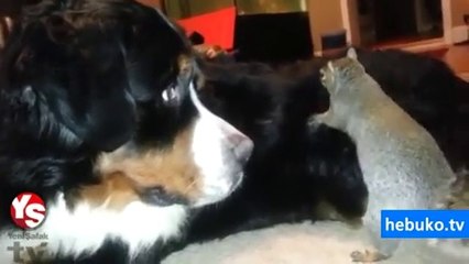 fındığını köpeğin tüylerine saklamaya çalışan sincap - yazık havyana ya..