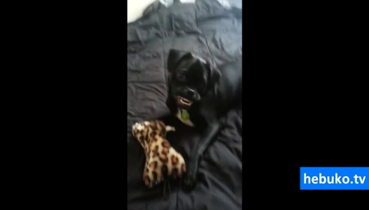 köpek gülümserse çok çirkin oluyormuş yahu! - gülümseyen köpek, izleyin :)