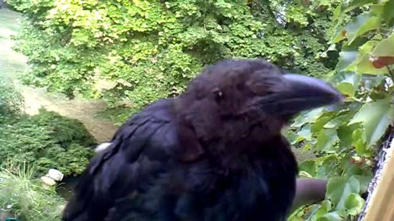 Coco, sur la fenetre