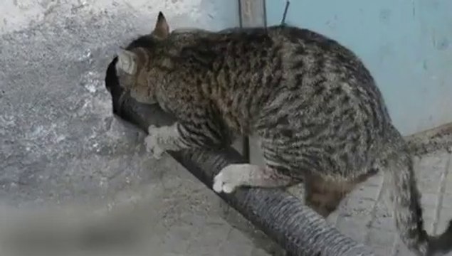 Chat veut passer dans un trou