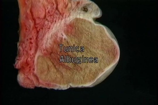 Human Anatomy Internal Organs & Reproductive System part 3