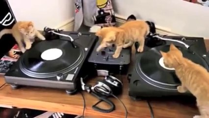 Chats DJ... les nouveaux David Getta sont là!